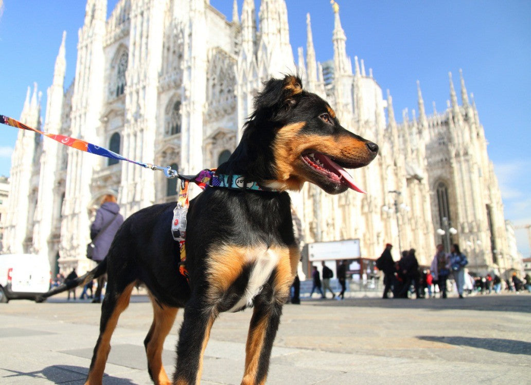 Harness With Leather – Travel