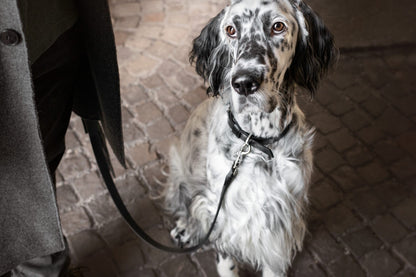 Lussa Leash - Black 