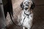 Lussa Leash - Black 