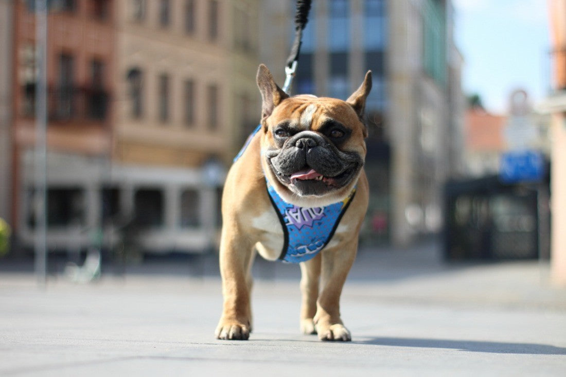 Pressure Free Harness – Blue Graffiti