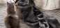 Rino Blanket - Grayish 